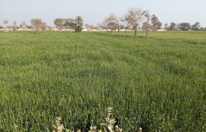 Crop Insurance - a large field of green grass with trees in the background