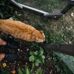 Permaculture Garden - a cat on a bench