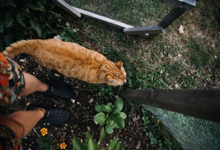 Permaculture Garden - a cat on a bench