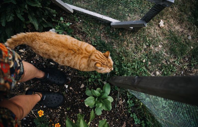 Permaculture Garden - a cat on a bench